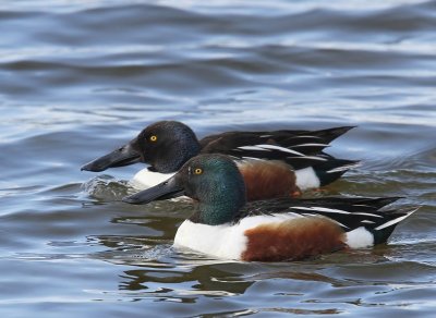 Slobeenden - Northern Shovelers