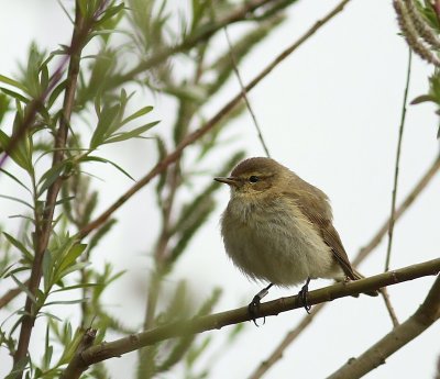 Tjiftjaf - Northern Chiffchaff