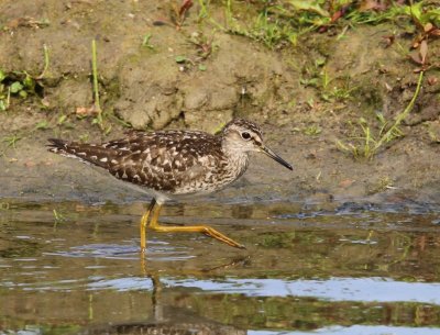 Bosruiter - Wood Sandpiper