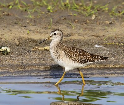 Bosruiter - Wood Sandpiper