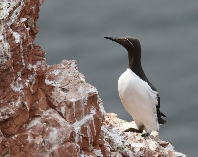 Brilzeekoet - Spectacled Atlantic Murre