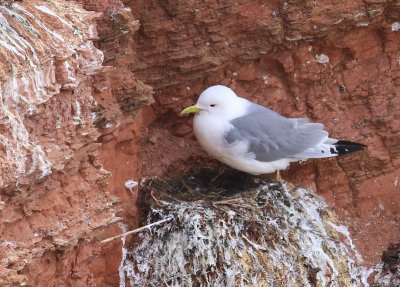 Drieteenmeeuw - Black-legged Kittiwake