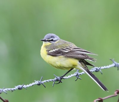 Gele Kwikstaart - Blue-headed Wagtail