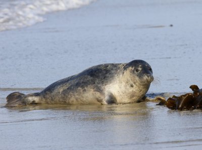 Grijze Zeehond - Gray Seal