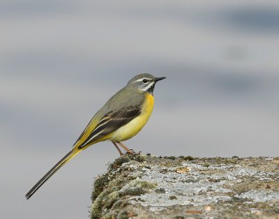 Grote Gele Kwikstaart - Grey Wagtail