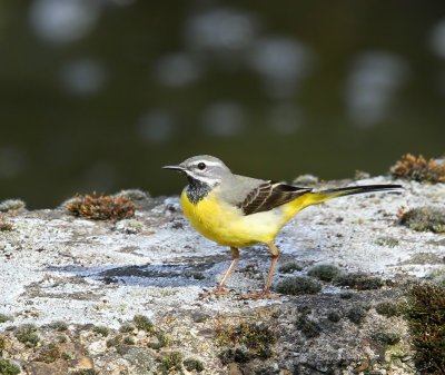 Grote Gele Kwikstaart - Grey Wagtail