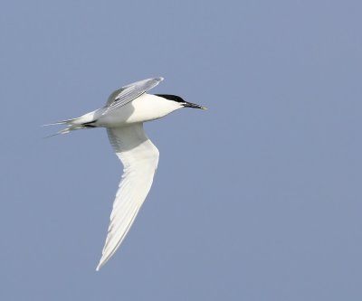 Grote Stern - Sandwich Tern