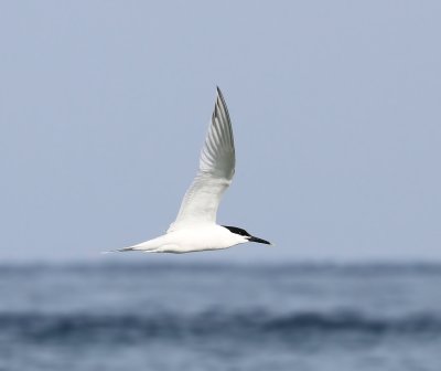 Grote Stern - Sandwich Tern