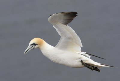 Jan-van-Gent - Northern Gannet