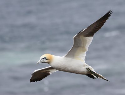 Jan-van-Gent - Northern Gannet