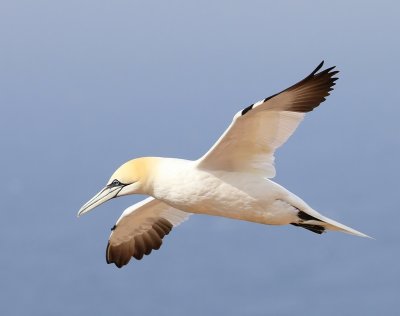 Jan-van-Gent - Northern Gannet