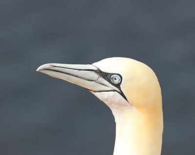 Jan-van-Gent - Northern Gannet