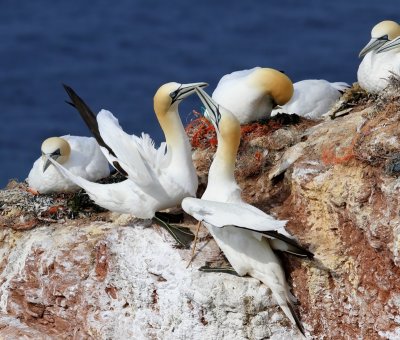 Jan-van-Genten - Northern Gannets