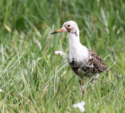 Kemphaan - Ruff
