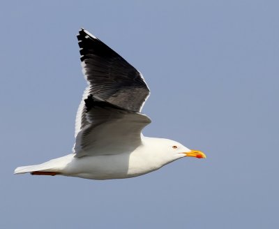 Kleine Mantelmeeuw - Lesser Black-backed Gull