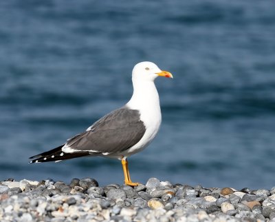 Kleine Mantelmeeuw - Lesser Black-backed Gull