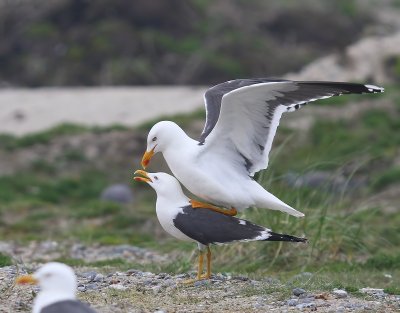 Kleine Mantelmeeuwen - Lesser Black-backed Gulls