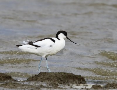 Kluut - Pied Avocet