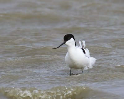 Kluut - Pied Avocet