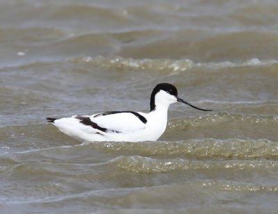 Kluut - Pied Avocet