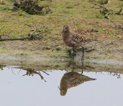 Krombekstrandloper - Curlew Sandpiper