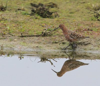Krombekstrandloper - Curlew Sandpiper