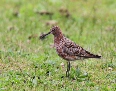 Krombekstrandloper - Curlew Sandpiper