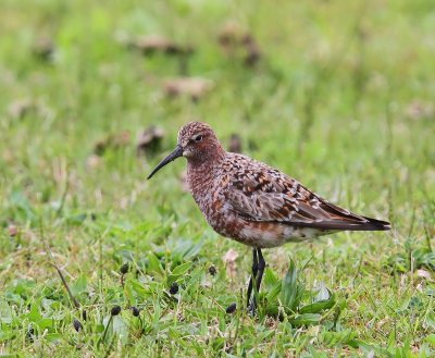 Krombekstrandloper - Curlew Sandpiper