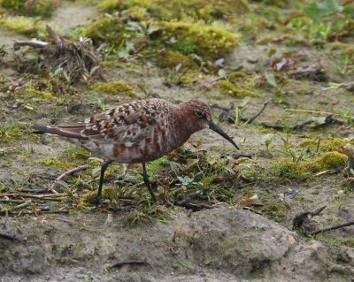 Krombekstrandloper - Curlew Sandpiper