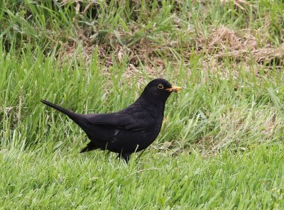 Merel - Common Blackbird