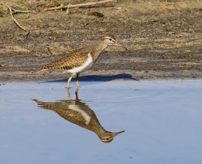 Oeverloper - Common Sandpiper