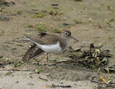 Oeverloper - Common Sandpiper