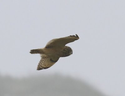 Velduil - Short-eared Owl