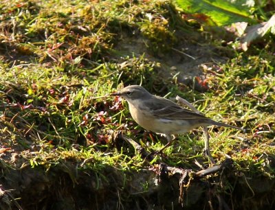 Waterpieper - Water Pipit