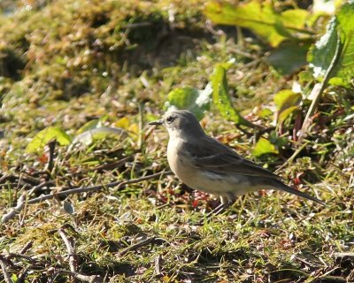 Waterpieper - Water Pipit