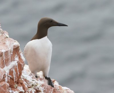 Zeekoet - Atlantic Murre