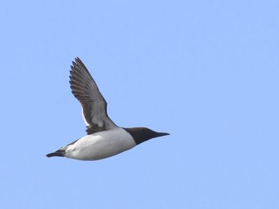Zeekoet - Atlantic Murre