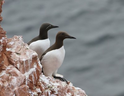 Zeekoet - Atlantic Murre