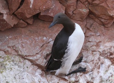 Zeekoet - Atlantic Murre