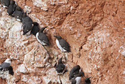 Zeekoeten - Atlantic Murres
