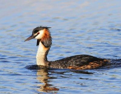 Fuut - Great Crested Grebe