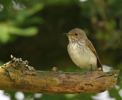 Grauwe Vliegenvanger - Spotted Flycatcher