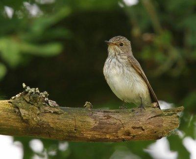 Grauwe Vliegenvanger - Spotted Flycatcher