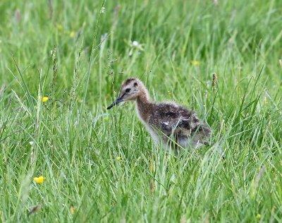 Grutto - Black-tailed Godwit