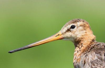 Grutto - Black-tailed Godwit