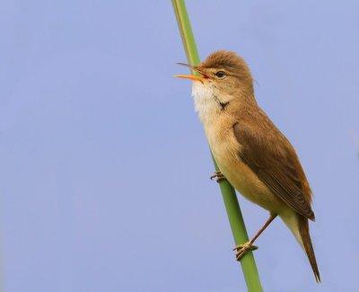 Kleine Karekiet - European Reed Warbler