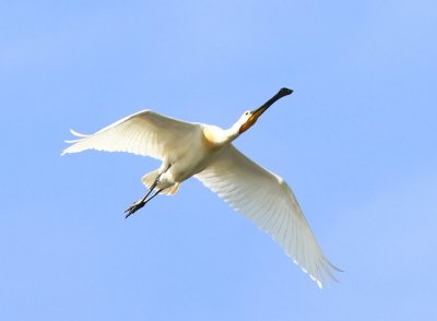 Lepelaar - Eurasian Spoonbill