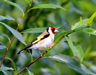 Putter - European Goldfinch
