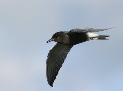 Zwarte Stern - Black Tern