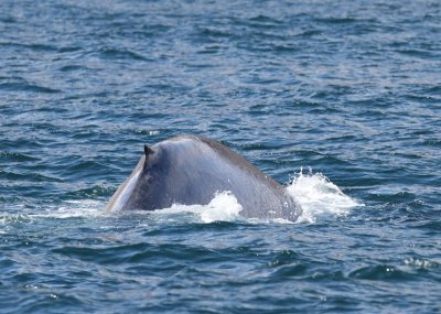 Blauwe Vinvis - Blue Whale
